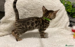 Bengal cats for sale: 12 Bengal Cubs Ready for Their Forever Home - Image 37