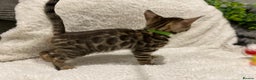 Bengal cats for sale: - Brown & Silver Bengals—Experienced Homes Only - Advert 24