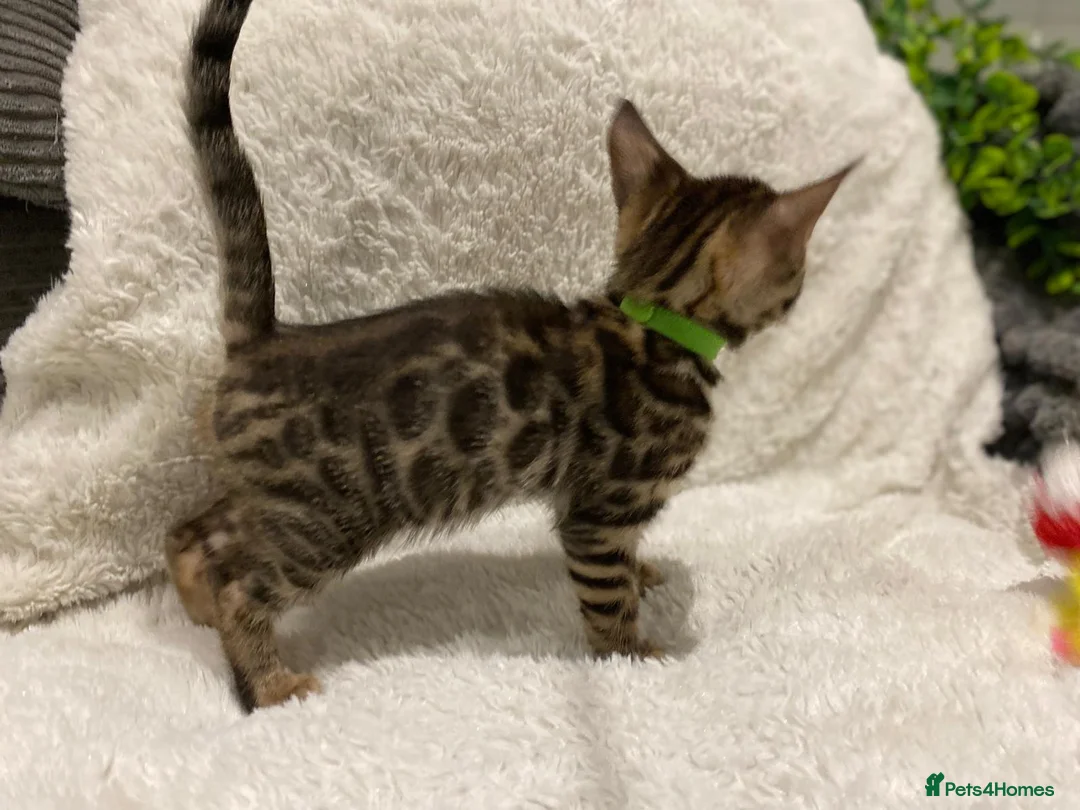 Bengal cats for sale: - Brown & Silver Bengals—Experienced Homes Only - Advert 24