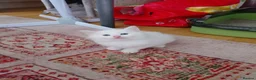Mixed Breed cats for sale: Kittens - Advert 14