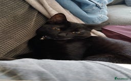 Domestic Shorthair cats for sale: 6-month kitten, playful & perfect for families - Image 2