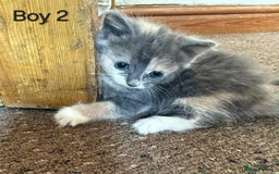 Mixed Breed cats for sale: Mixed breed kittens  - Image 5