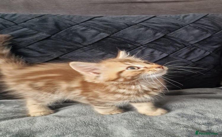 Maine Coon cats - Advert 16