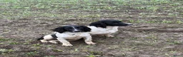 English Springer Spaniel dogs for stud: Elishade Misty Horizon (Dipper) - Advert 13
