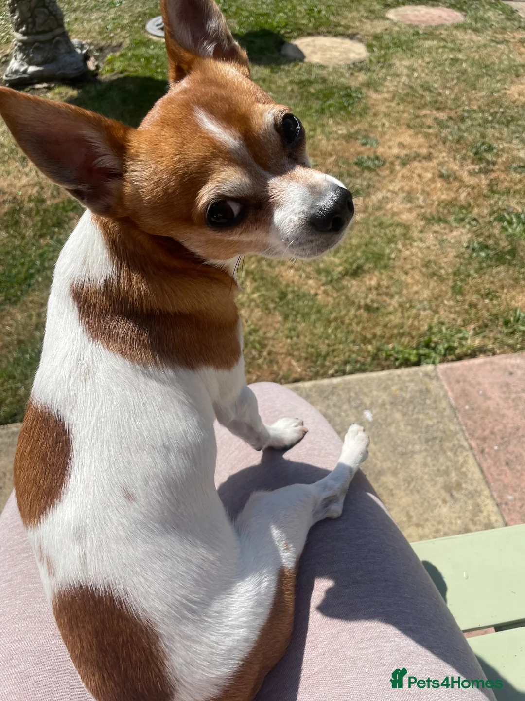 Chihuahua dogs for stud: TEDDY. 3/4 chihuahua X 1/4 jack Russell in Bilston - Advert 2