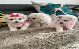 Maltese dogs for sale: 🌟KC STUNNING half-Korean Maltese puppies 🌟 - Image 10