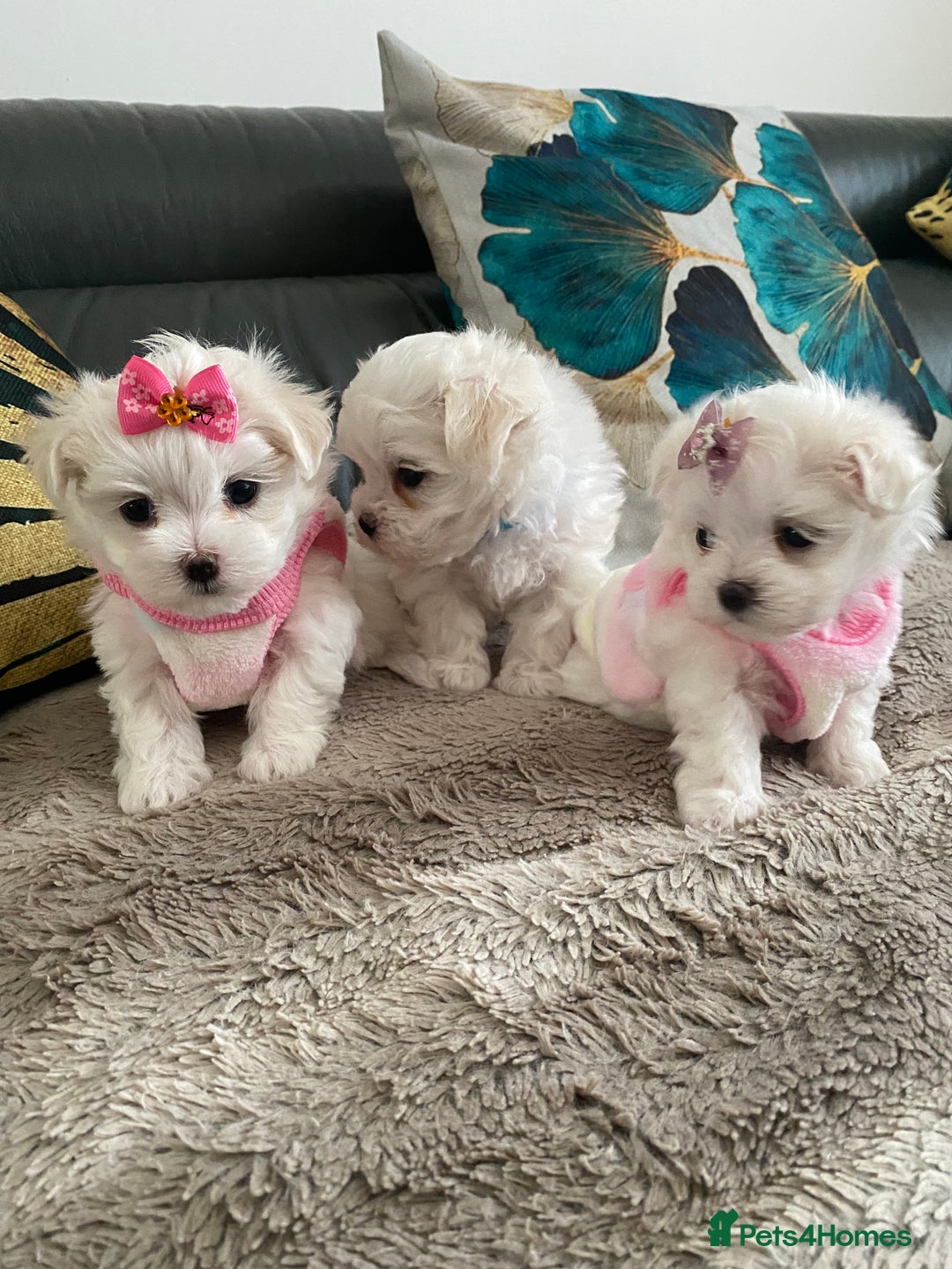 Maltese dogs for sale: 🌟KC STUNNING half-Korean Maltese puppies 🌟 - Image 10