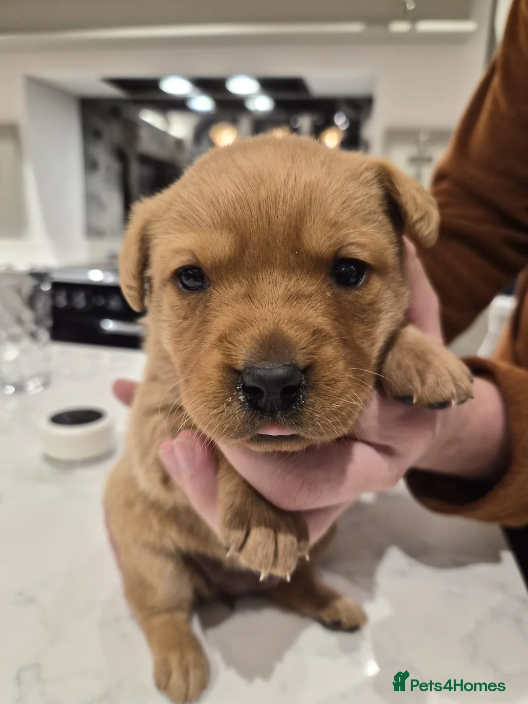 Labrador Retriever dogs for sale: Beautiful Labrador Retriever Puppies for Sale - Advert 9