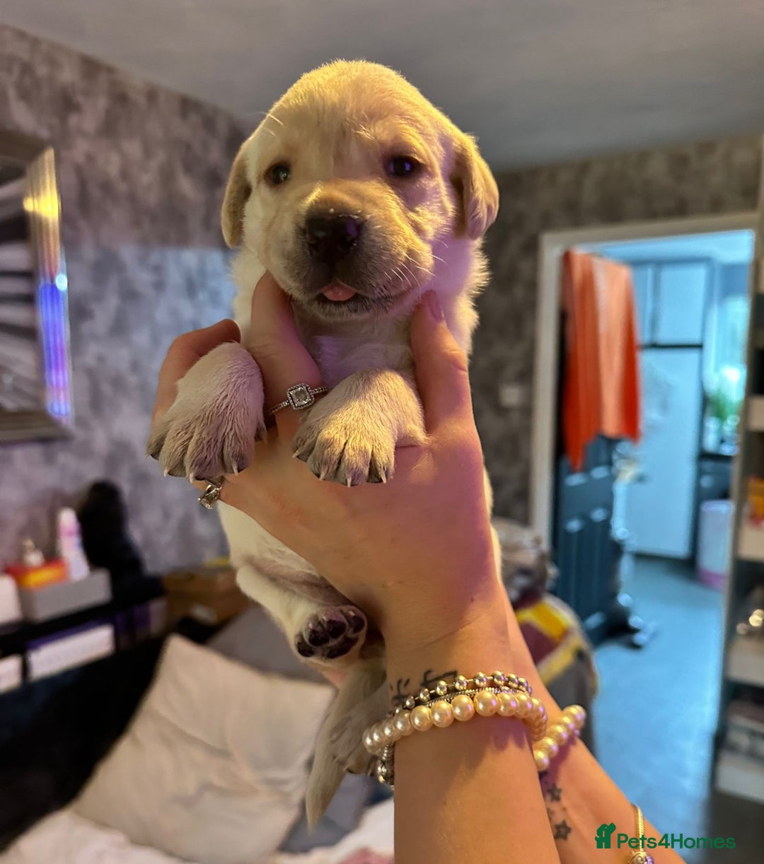 Labrador Retriever dogs for sale: 🐾 adorable Labrador Puppies- Taking Deposits Now - Image 1