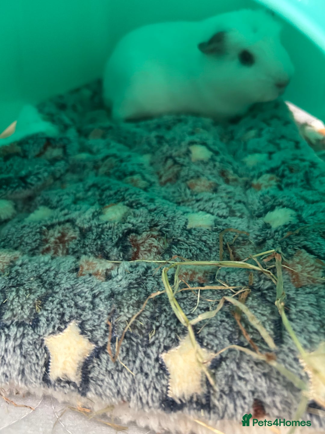 Guinea Pig rodents for sale: 2 male Guinea pigs - Image 2