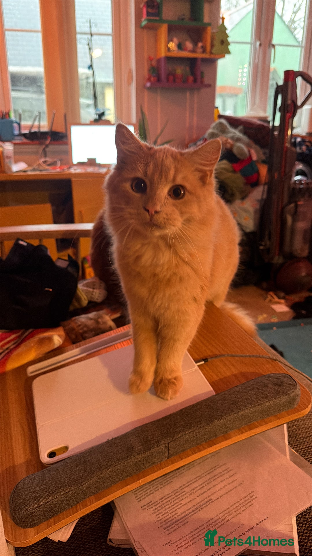 Mixed Breed cats for sale: 2 7 month old kittens - Advert 6