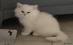 Persian cats for sale: 3 boys Persian chinchilla doll faced  - Image 4