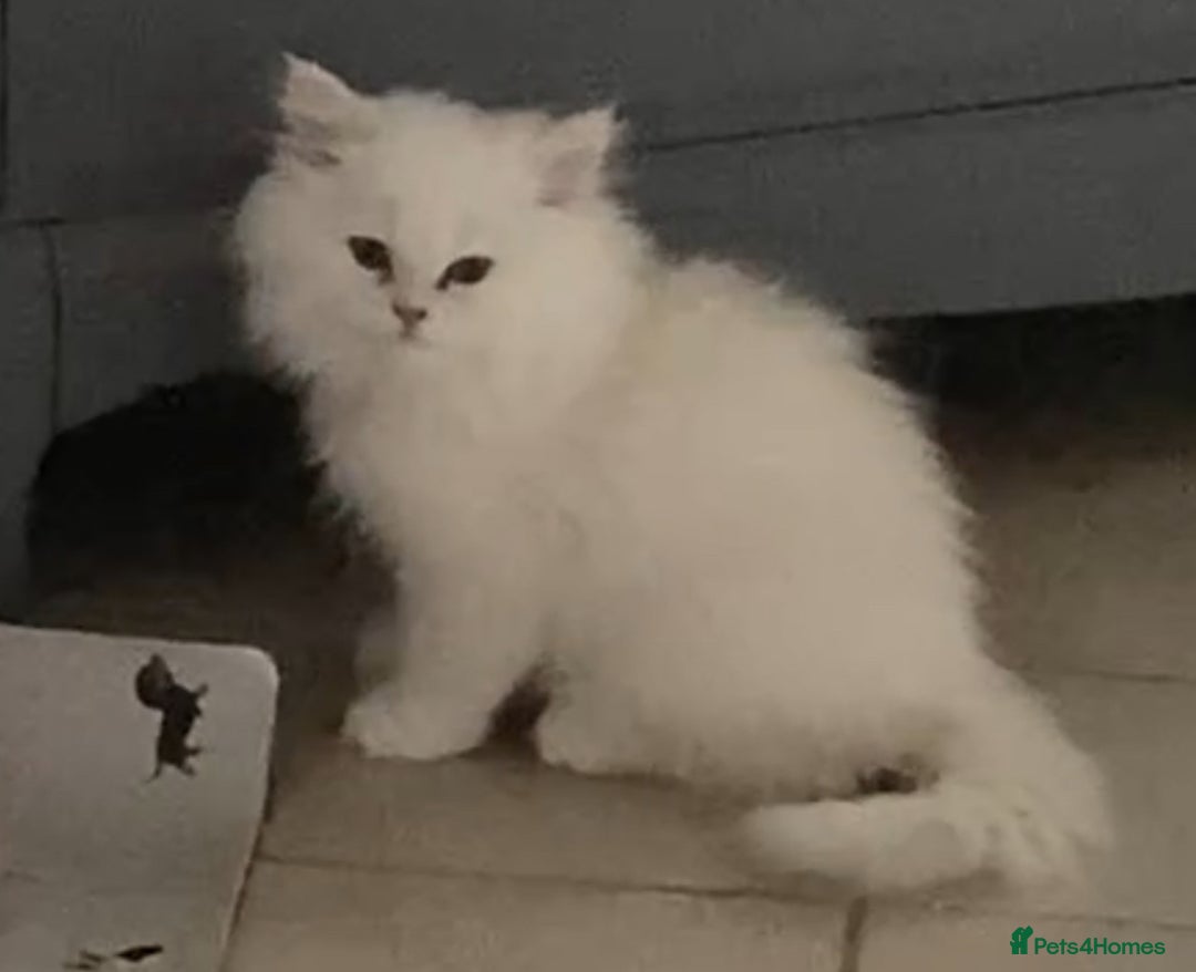 Persian cats for sale: 3 boys Persian chinchilla doll faced  - Image 4