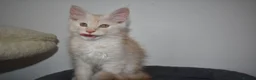 Maine Coon cats for sale:  RARELY LION KING - Advert 4