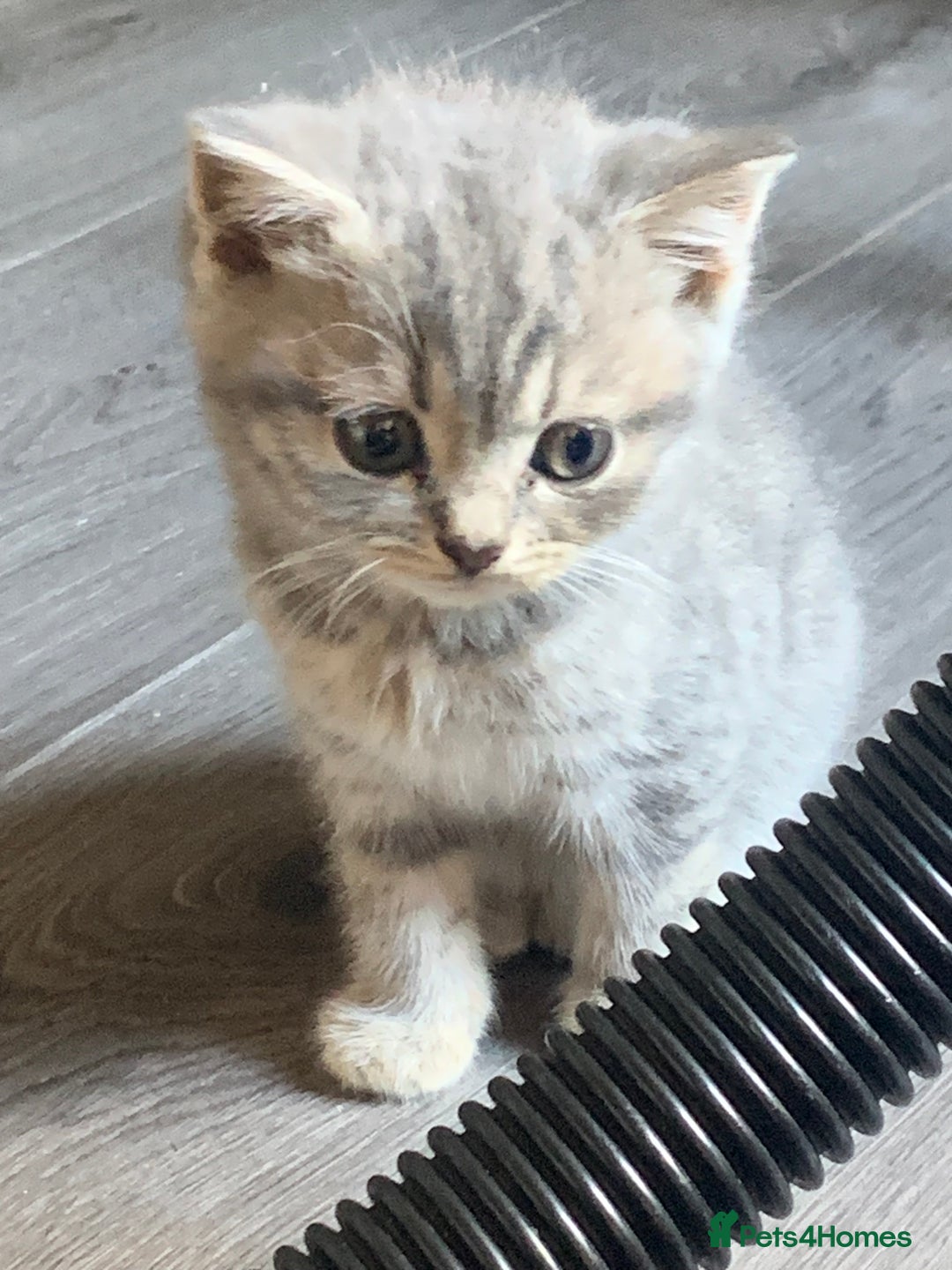 British Shorthair cats for sale: British shorthair kittens  - Image 2