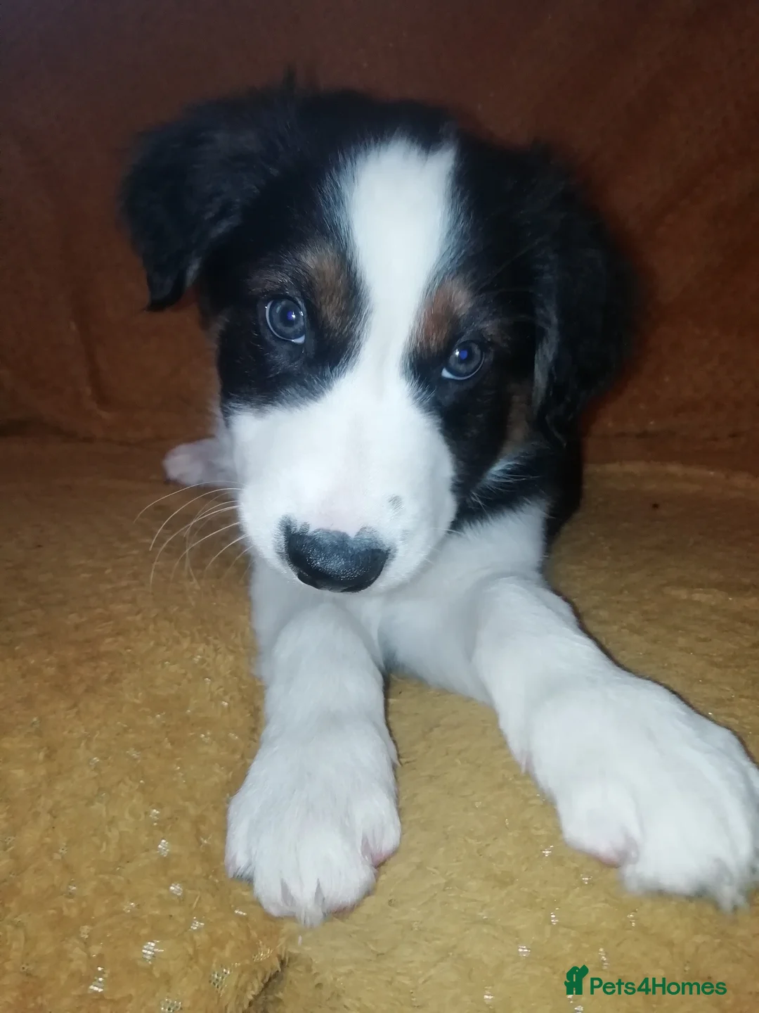 Border Collie dogs for sale: Adorable Border Collies for Sale - Advert 19