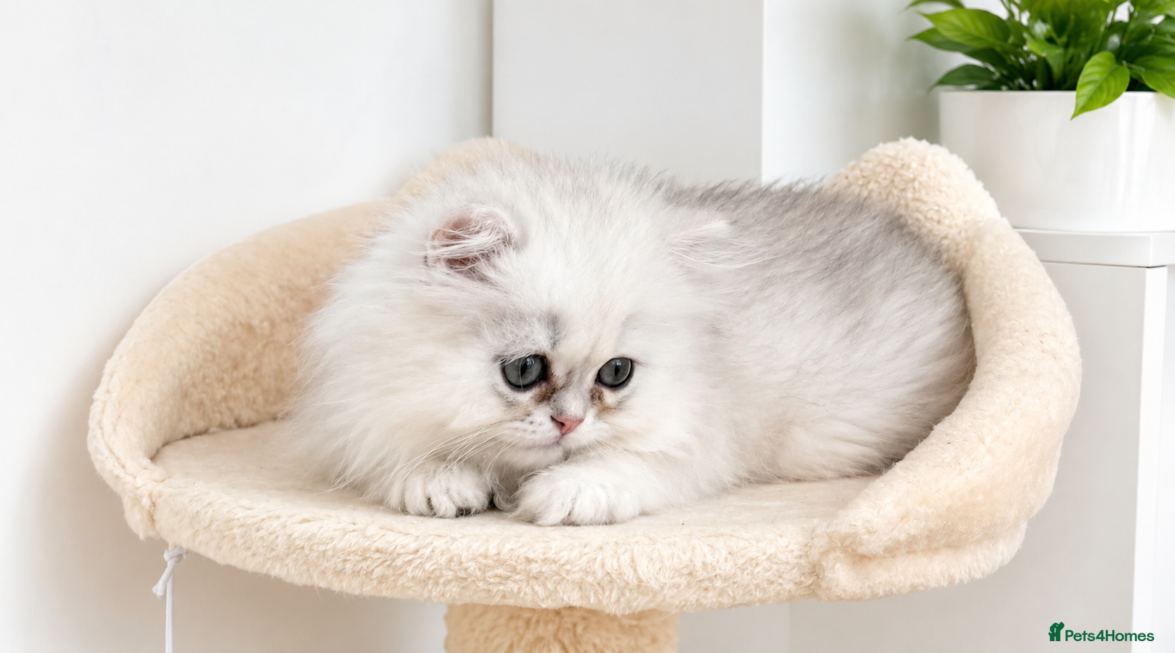 Persian cats GCCF registered silver persian( chinchilla) - Advert 2