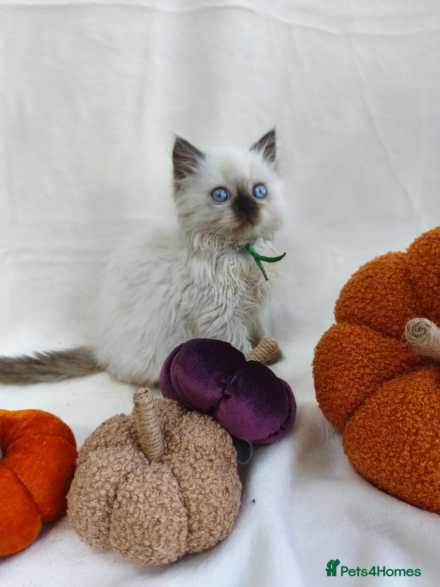 British Shorthair cats GCCF British shorthair, British longhair.  - Advert 16