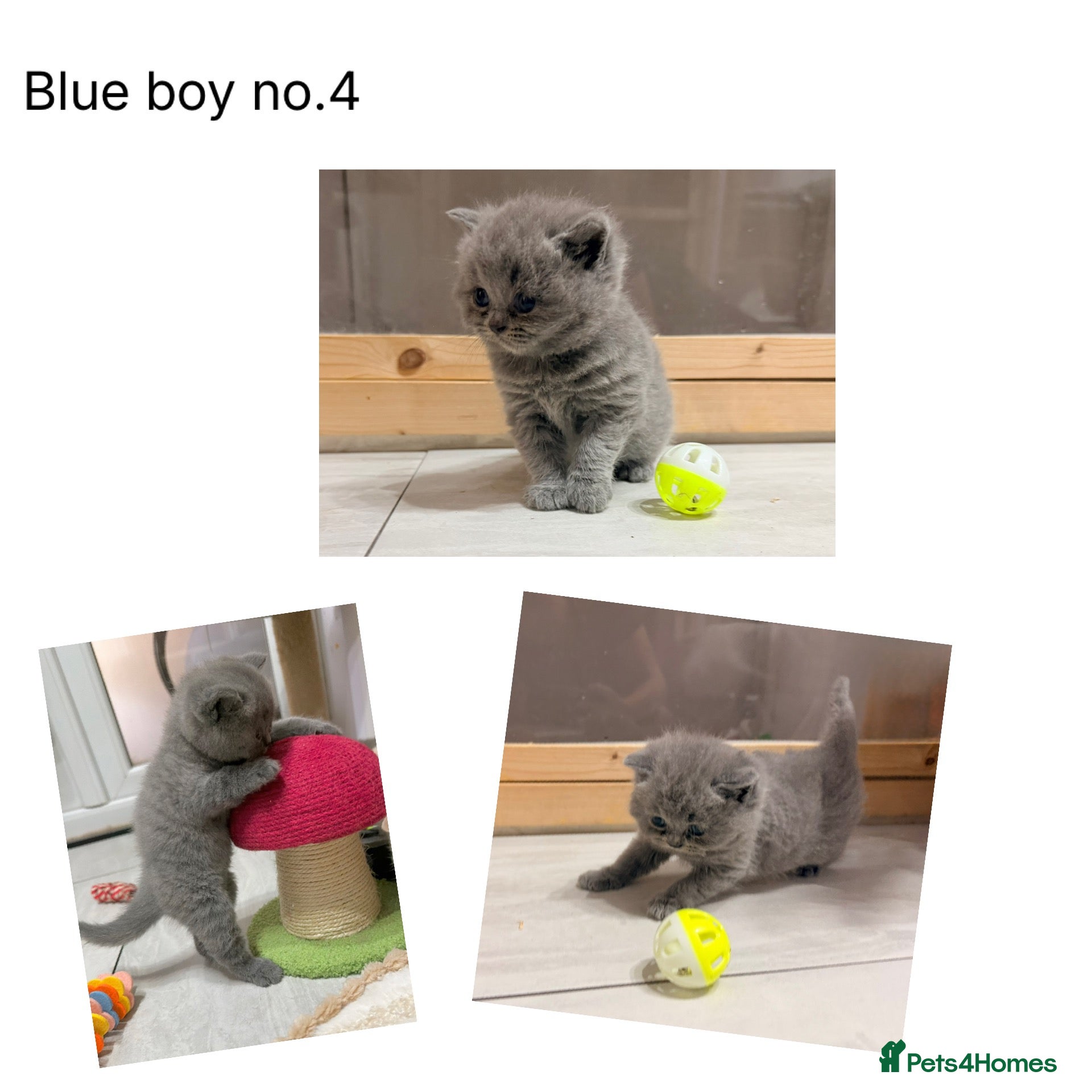 British Shorthair cats Gccf registered British shorthair kittens - Advert 2