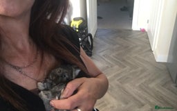 Lionhead rabbits for sale: Last Available Female Baby Lion-head Dwarf  - Image 5