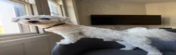 Bichon Frise dogs for stud: Mr MILE in London - Advert 4