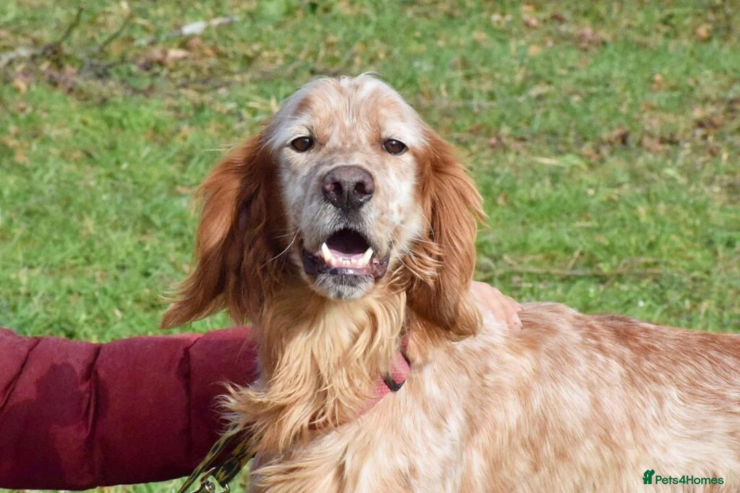 English Setter dogs for adoption: Thor  in Woolacombe - Advert 6