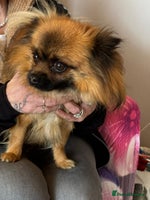 Pomeranian dogs - Advert 9
