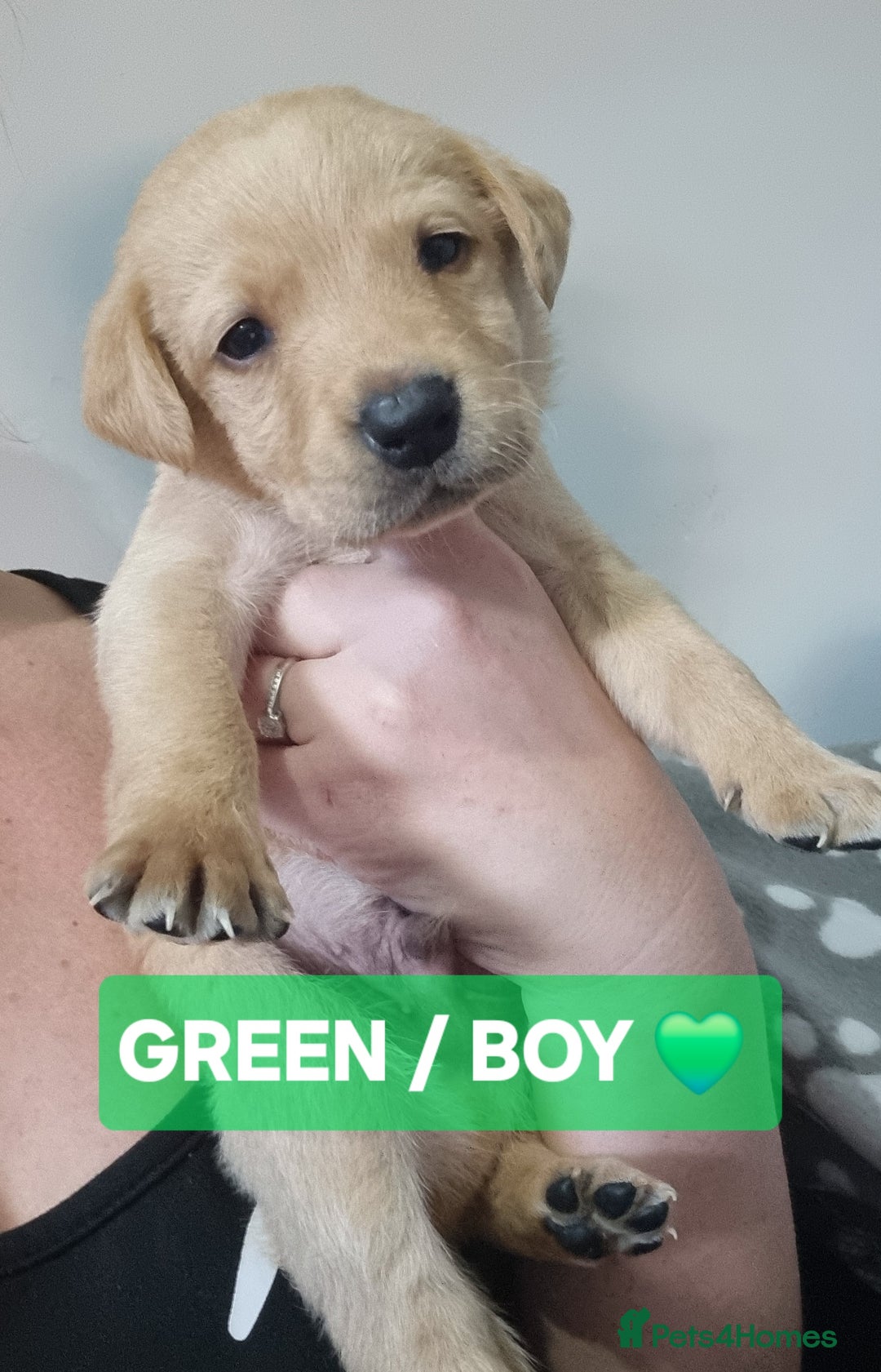 Labrador Retriever dogs for sale: ⭐️ Lush Lab Pups - READY 15/10/25 ⭐️ - Image 2