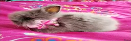 Lionhead rabbits for sale: Pure Breed Double Mained Lionhead - Advert 8