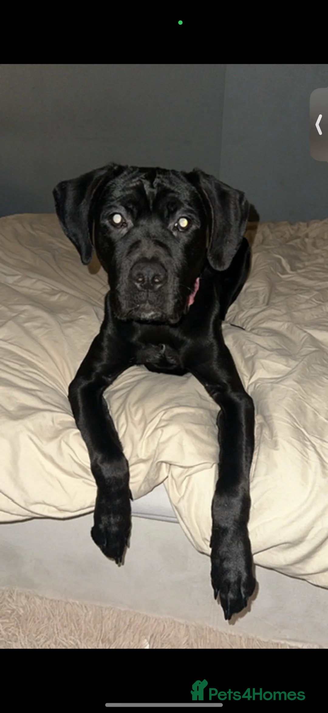 Cane Corso dogs for sale: Cane Corso. roughly 13 months. - Advert 6