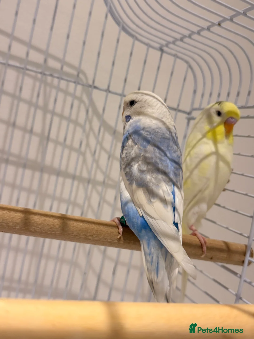 Budgerigars birds for sale: Beautiful Budgies  in Ilford - Advert 2