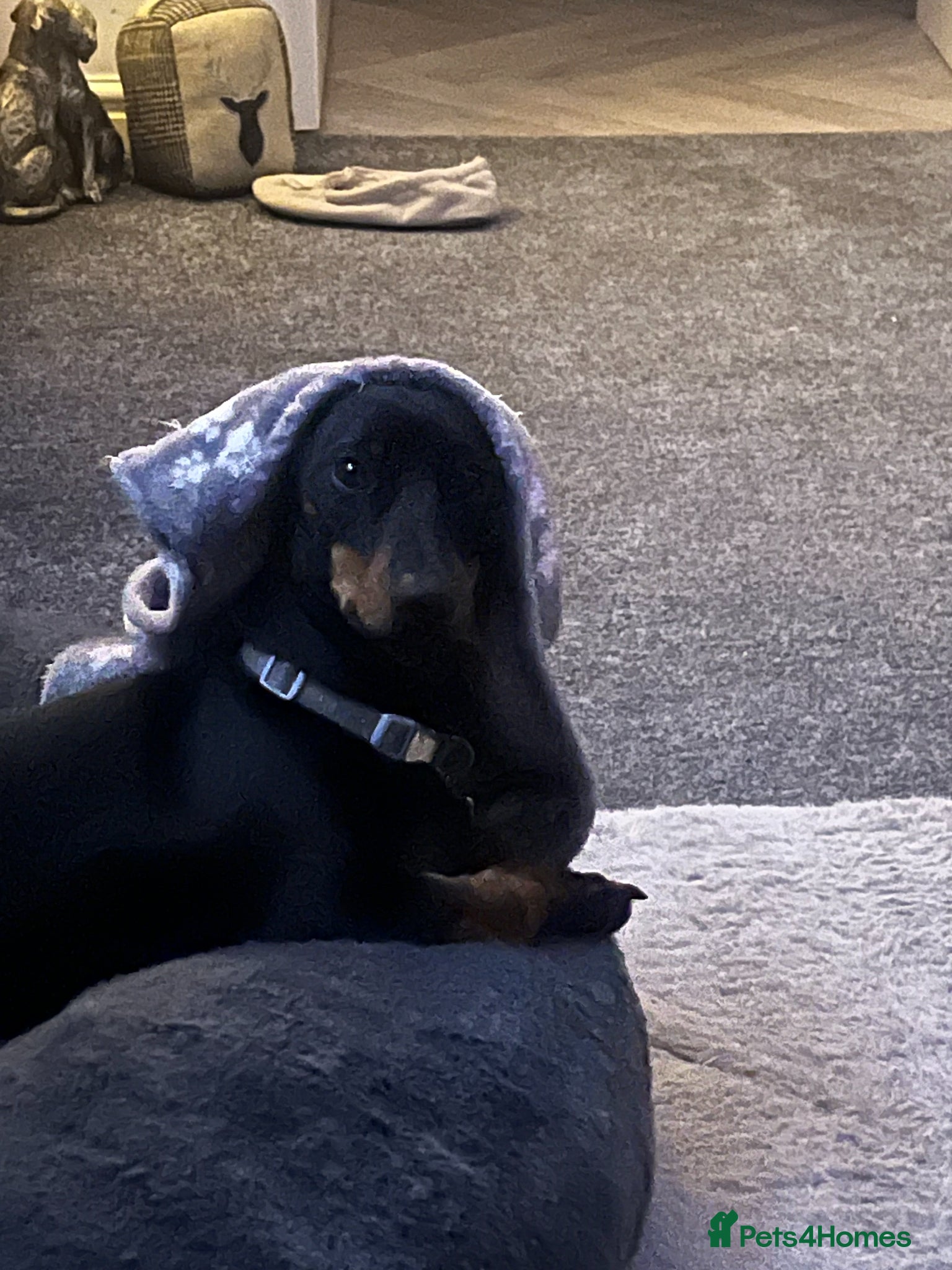 Dachshund dogs Daschund for stud - Advert 9