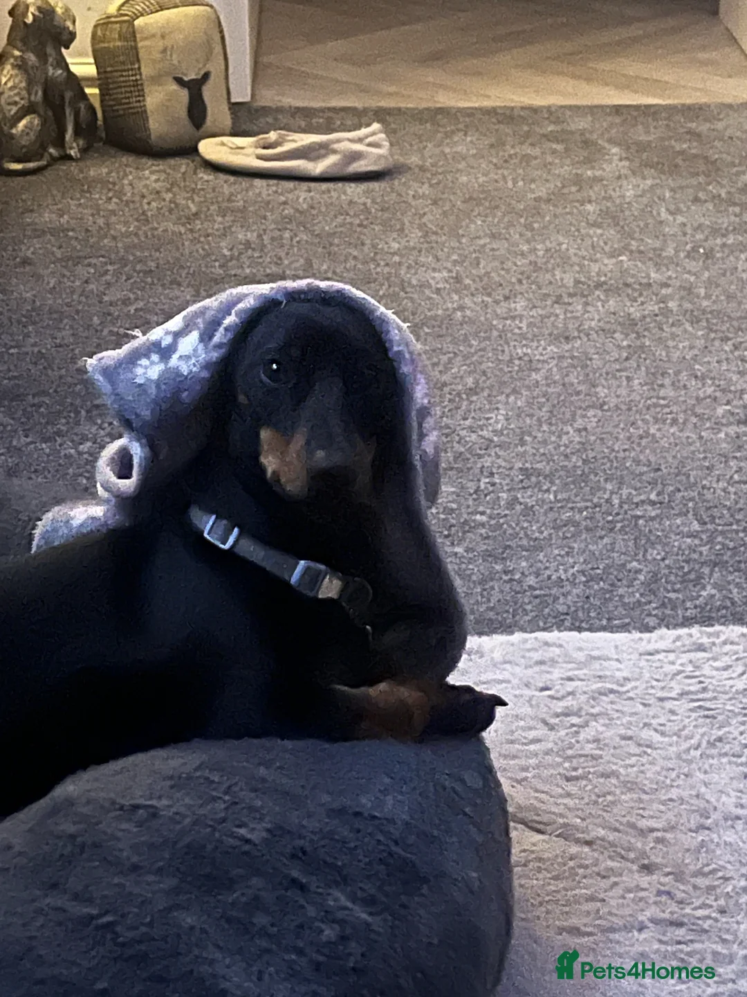 Dachshund dogs for stud: Daschund for stud in Nottingham - Advert 1