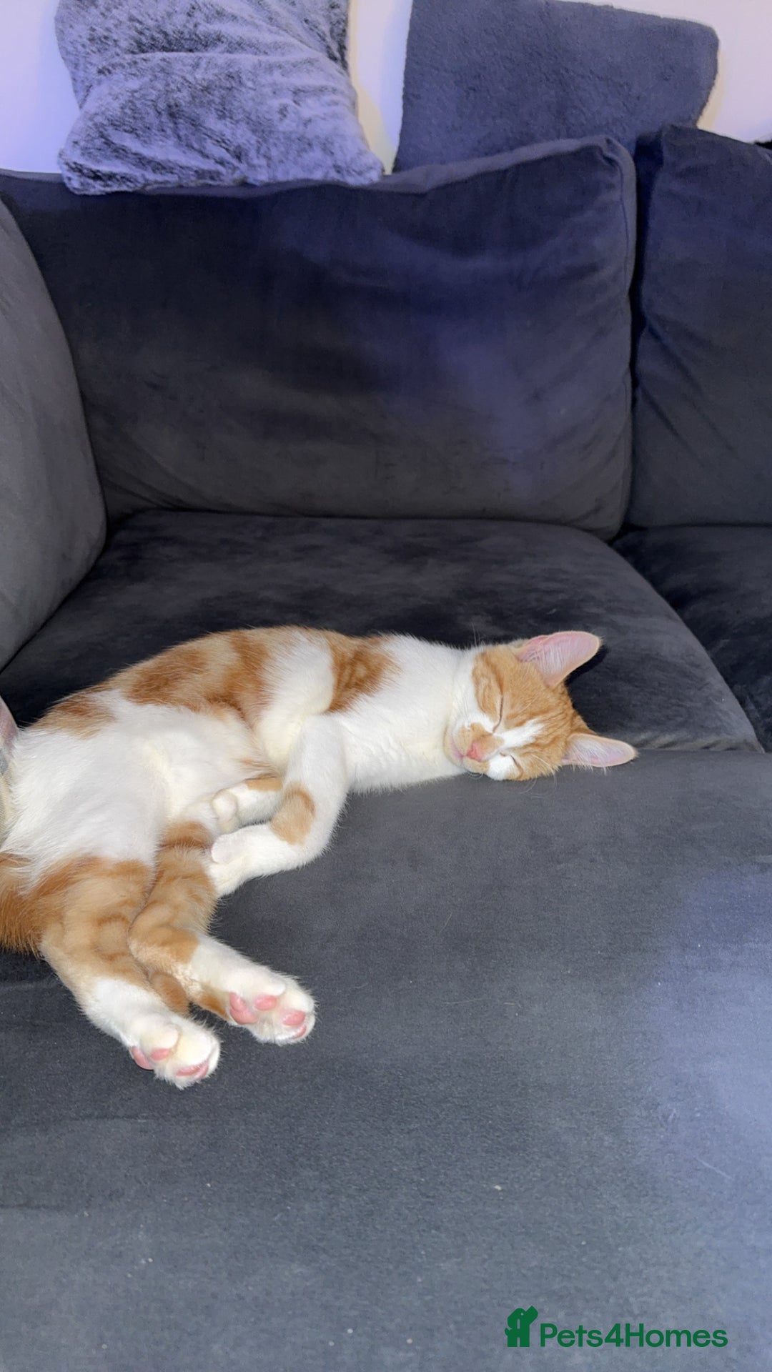 Mixed Breed cats for sale: Turkish angora mix  - Advert 2