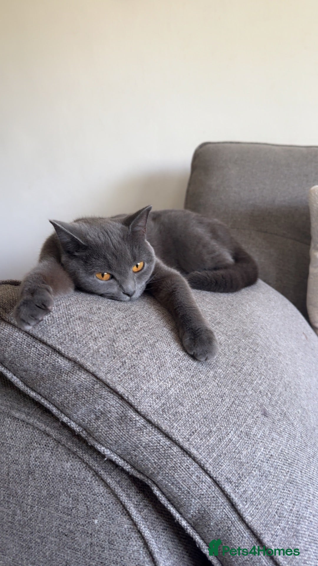 British Shorthair cats British Shorthair for sale - Advert 18