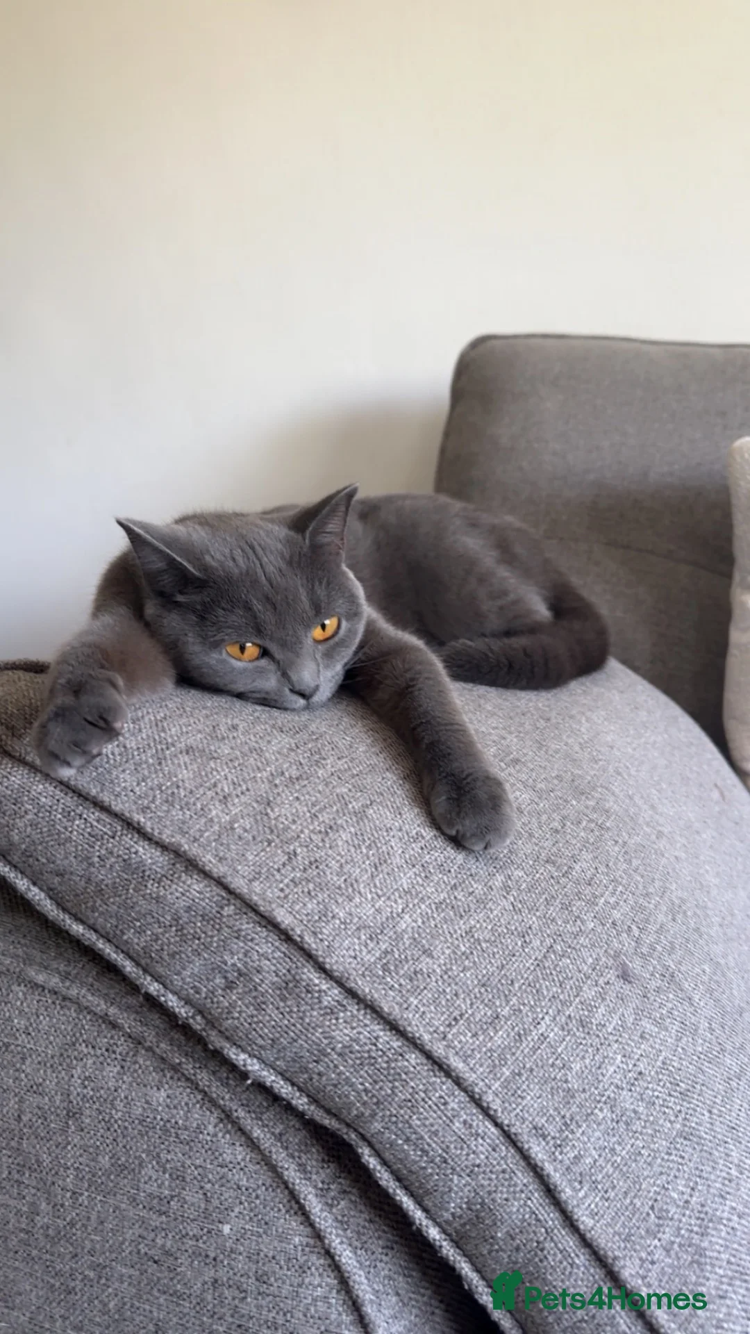 British Shorthair cats for sale: British Shorthair for sale - Advert 1