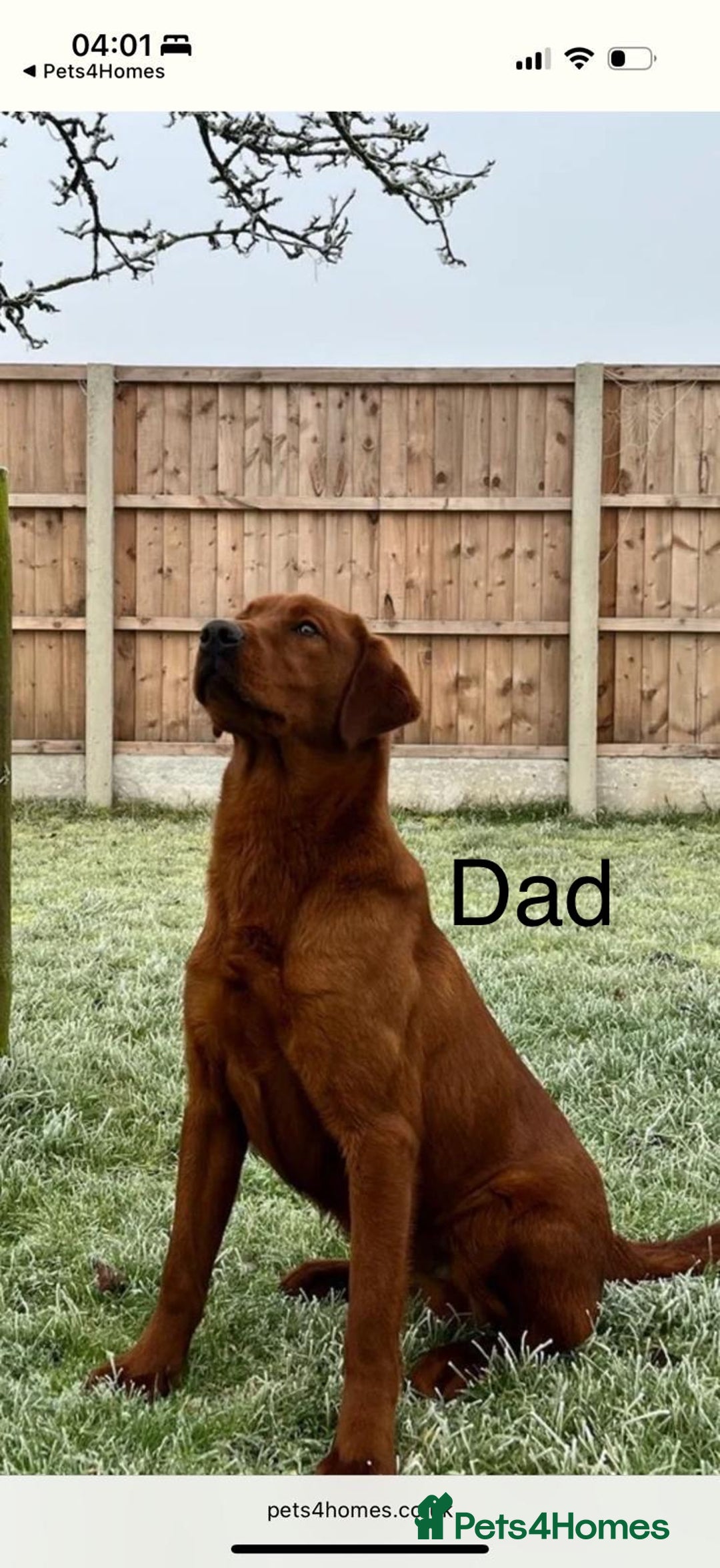 Labrador Retriever dogs for sale: Just a beautiful litter - Advert 6