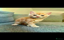 British Shorthair cats for sale: 7 Gorgeous ginger BSHxASH kittens to be rehomed - Image 8