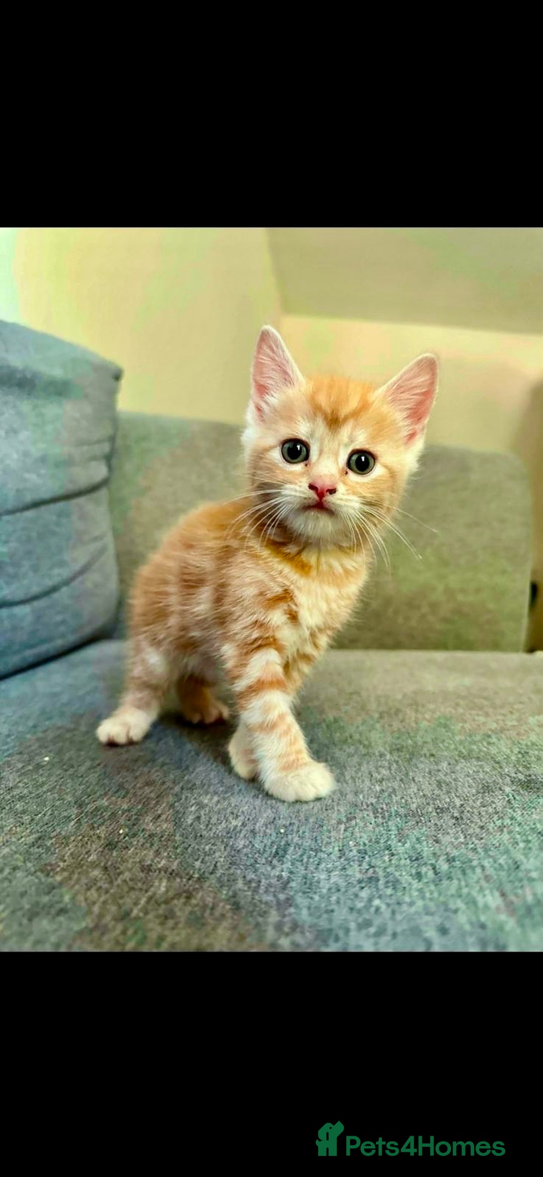 British Shorthair cats for sale: 7 Gorgeous ginger BSHxASH kittens to be rehomed - Image 8