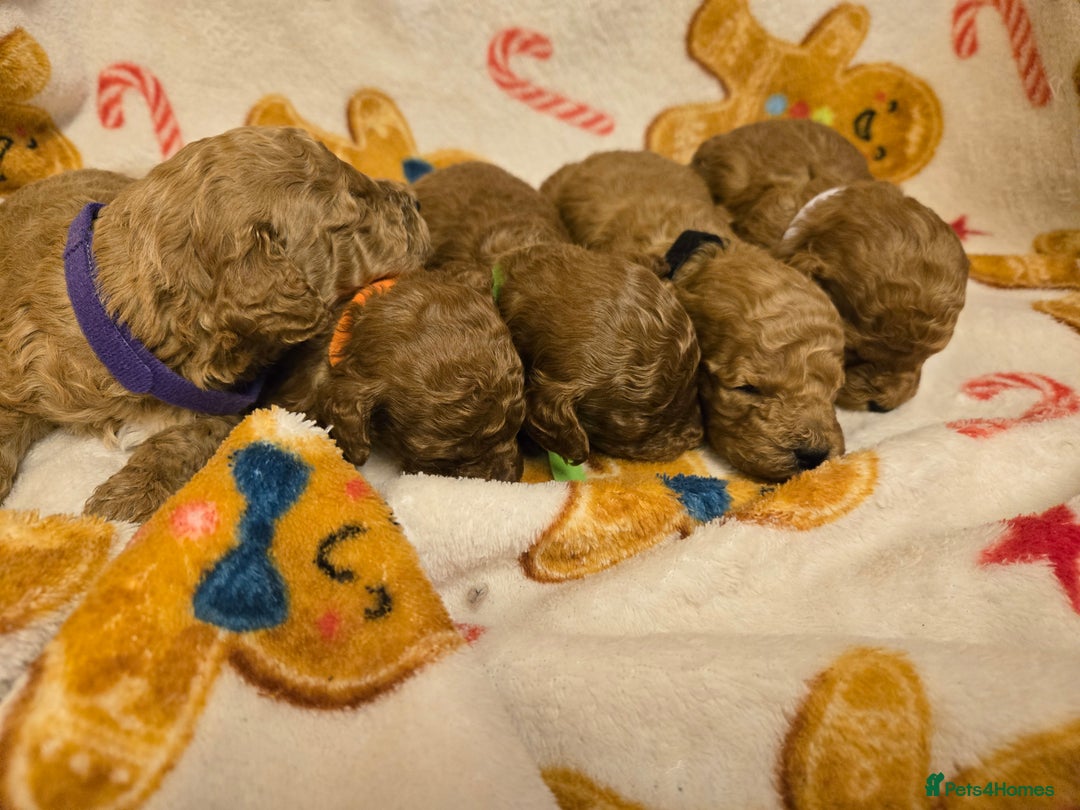 Toy Poodle dogs for sale:  Red toy poodles  - Advert 9