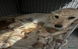 Labradoodle dogs for sale: Standard labradoodles  - Image 4