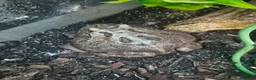 Frog reptiles for sale: Various frogs at Pets parade ltd - Advert 1