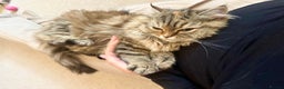Persian cats for sale: Persian x Siberian fluffy tabby kitten - Advert 12