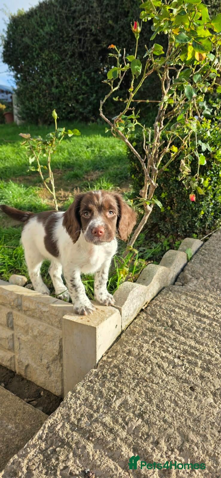 English Springer Spaniel dogs English springer spaniel  - Advert 8