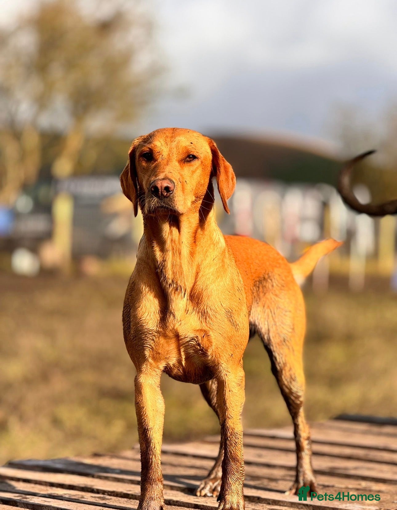 Labrador Retriever dogs Beautiful KC registered fox red lab puppies  - Advert 1