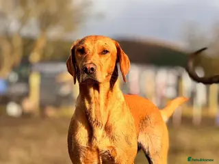 Labrador Retriever dogs Beautiful KC registered fox red lab puppies - Advert 1