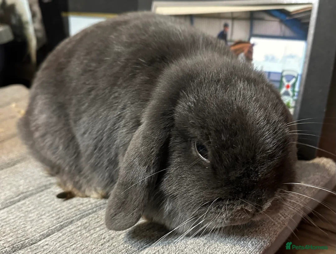 Mini Lop rabbits for sale: Beautiful mini lops looking for her new home  - Advert 4