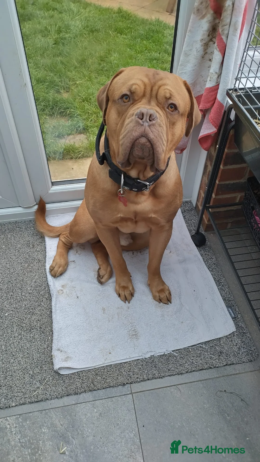 Dogue De Bordeaux dogs for sale: Dogue Du Bordeaux Puppies for Sale - Advert 16