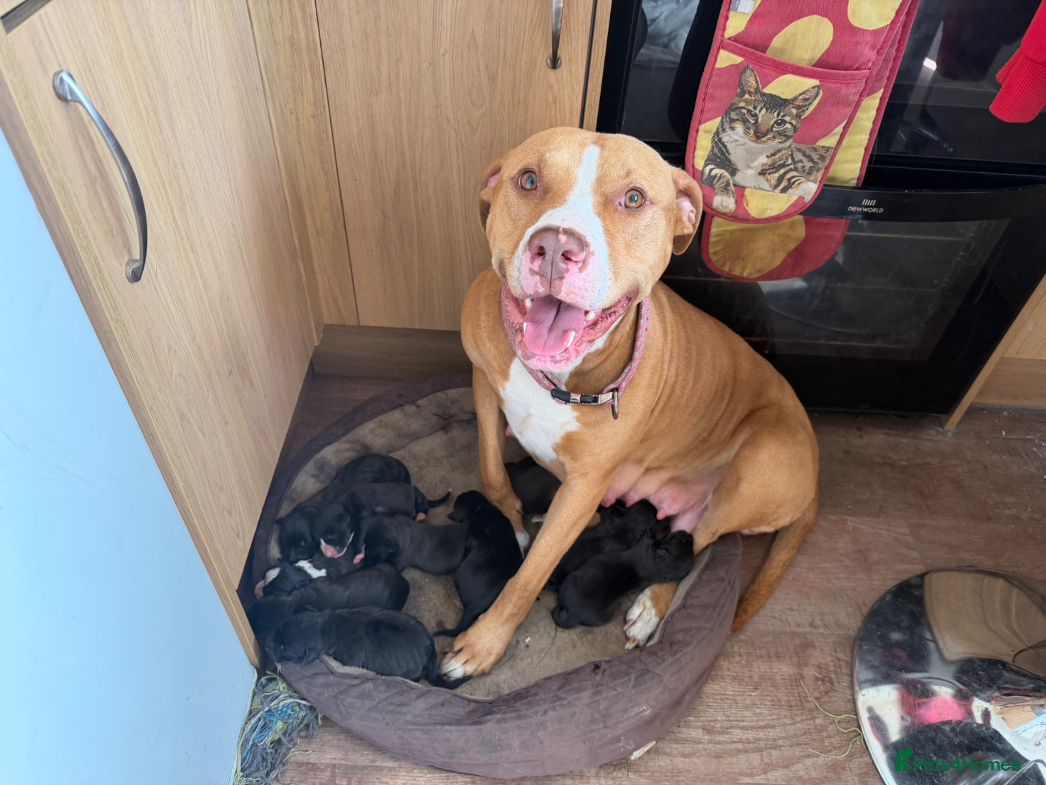 Mixed Breed dogs 8 Beautiful Pups looking for their forever homes  - Advert 6
