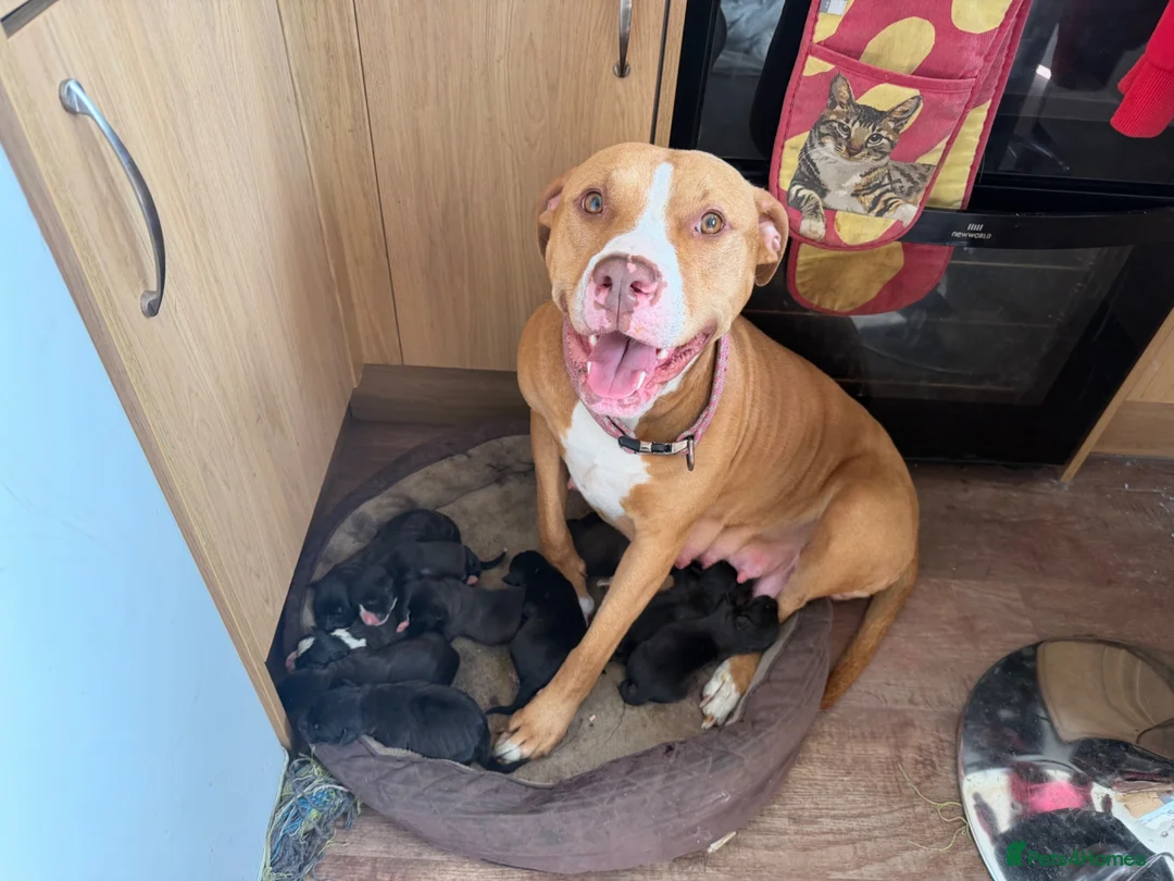 Mixed Breed dogs for sale: 8 Beautiful Pups looking for their forever homes  in Lostwithiel - Advert 1
